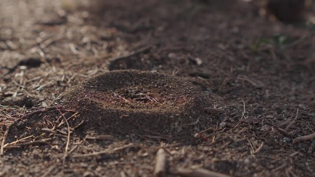 Close-up of an anthill on the ground with active ants working around their nest in the forest, 4K