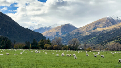 Naklejka premium Sheep Grazing in a Green Valley with Snow-Capped Mountain Backdrop