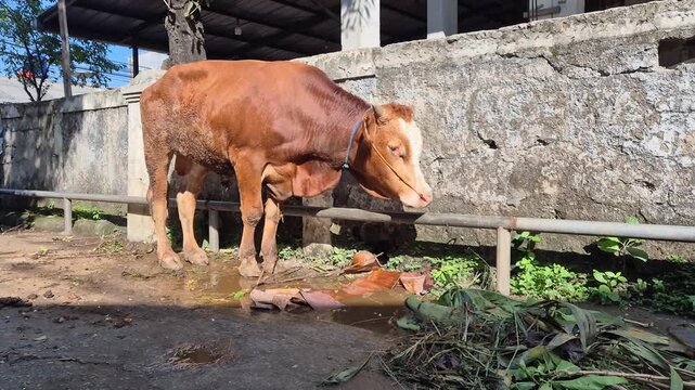 Brown sacrificial cow standing outdoors before Eid al-Adha, captured in natural sunlight with rural livestock and farming context.