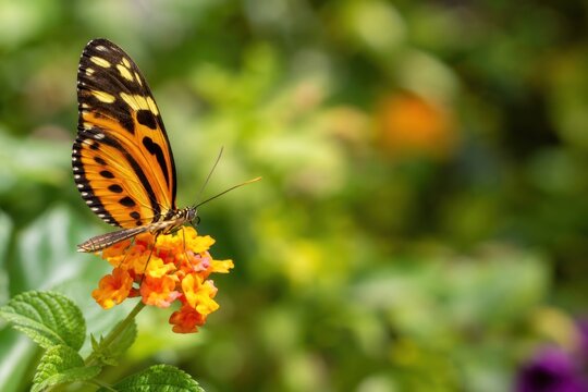 Tiger longwing butterfly resting on vibrant orange lantana flower in sunny summer garden with soft green bokeh background, peaceful nature macro shot