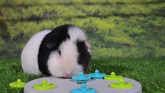 meerschweinchen tier natur nager fressen spiel