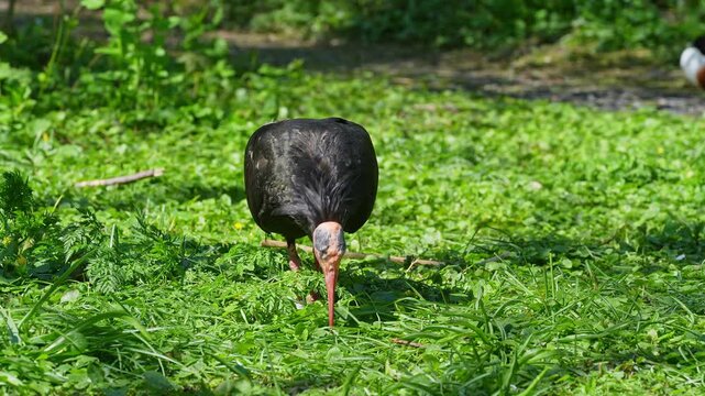 The northern bald ibis, hermit ibis, or waldrapp lat.Geronticus eremita is a migratory bird found in barren, semi-desert or rocky habitats, often close to running water.