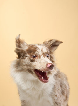 Smiling border collie with open mouth captured in studio lighting on a beige background.