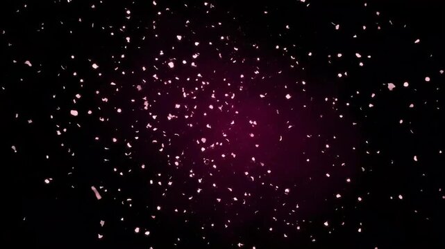Falling pink petals motion background isolated on black backdrop for elegant spring celebration design and artistic digital video animation project
