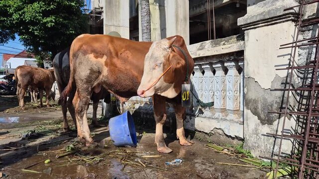 Brown sacrificial cow standing outdoors before Eid al-Adha, captured in natural sunlight with rural livestock and farming context.