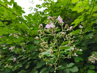 Fototapeta premium Wild Raspberry Blossoms and Unripe Berries in Lush Green Foliage – Natural Summer Garden Closeup
