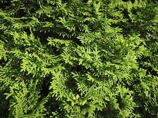Fototapeta premium Green Arborvitae Cones and Evergreen Foliage in Natural Sunlight Close Up