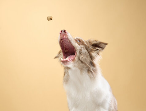 Border collie with mouth open and eyes fixed on a small treat in midair.
