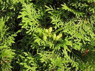 Fototapeta premium Green Arborvitae Cones and Evergreen Foliage in Natural Sunlight Close Up