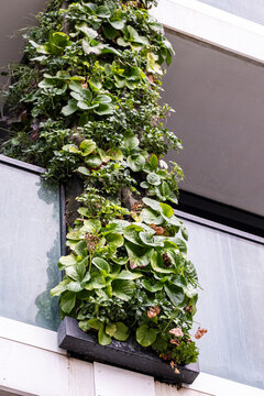 A vertical garden of dense green plants rises from a facade planter on a modern building, giving the architecture a sculptural detail against white walls