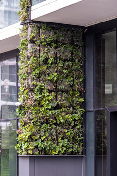 Urban garden and vertical plants shape a green facade on a modern building, where architecture becomes a living detail beside dark glass panels