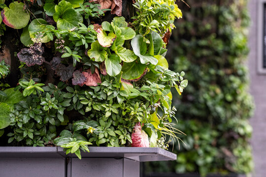 Closeup of an urban garden planter filled with green plants on a modern building facade, where architecture becomes a dense living detail