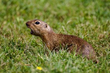 Ziesel (Citellus citellus) © Rolf Müller