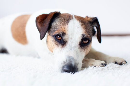 Portrait of sad dog on white blanket