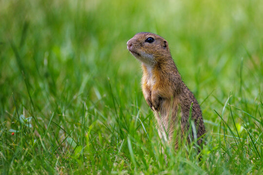Ziesel (Citellus citellus)