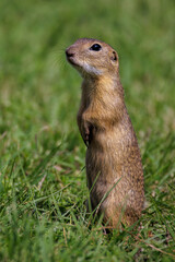 Ziesel (Citellus citellus) © Rolf Müller