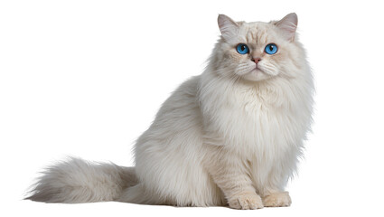 Fluffy white Ragdoll cat with striking blue eyes, sitting elegantly isolated on transparent background © AnaMaria
