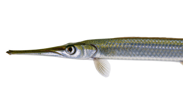 Long-snouted needlefish with silvery scales, isolated on transparent background