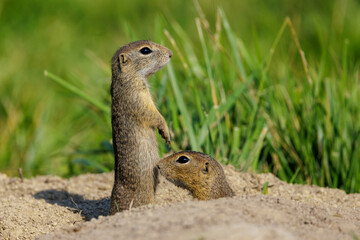 Ziesel (Citellus citellus) © Rolf Müller