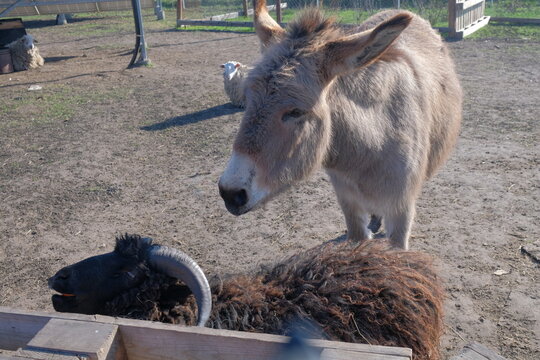 cow and calf animals on a walk