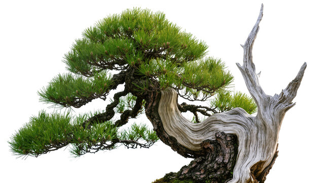 Twisted ancient pine bonsai tree with lush green needles, isolated on transparent background