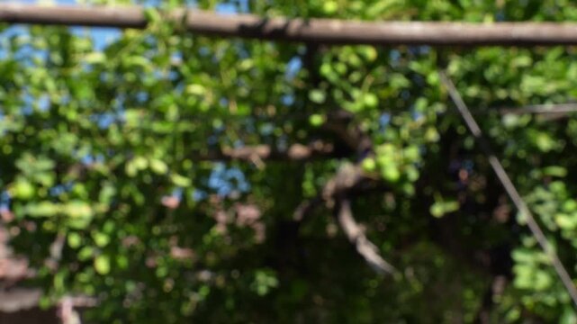 Abstract out of focus slow motion lime harvesting scene with bokeh background
