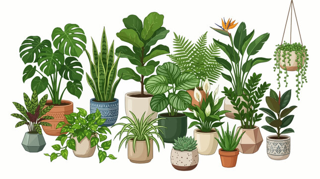 Collection of various potted house plants in decorative pots