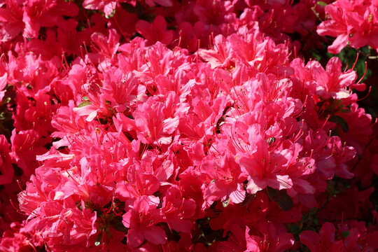 Rhododendron 'Ima-shojo' (Kurume). Close up full screen red pink profuse double (hose in hose) azalea flowers in spring.  Wilson 36, fascination.
