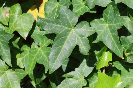 Hedera helix 'Pittsburgh'. Close up full frame of ivy leaves with single leaf with distinctive shape in the middle.  Synonym H. helix 'Ray's Supreme'. 