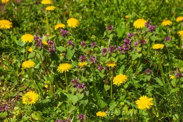Obraz premium Blumenwiese mit gelben blühenden Löwenzahnblumen, Deutschland