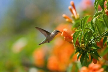 Obraz premium Hummingbird hovering and feeding on orange trumpet flowers in vibrant summer garden, close-up shot with soft bokeh background, peaceful nature scene.