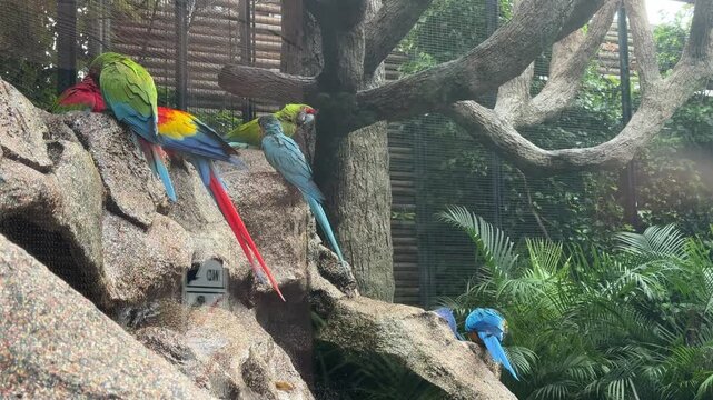 Scarlet macaws Ara macao and a blue and yellow macaw Ara ararauna perched on rocky formations in a tropical aviary. Exotic parrots, colorful plumage, wildlife conservation, avian diversity.