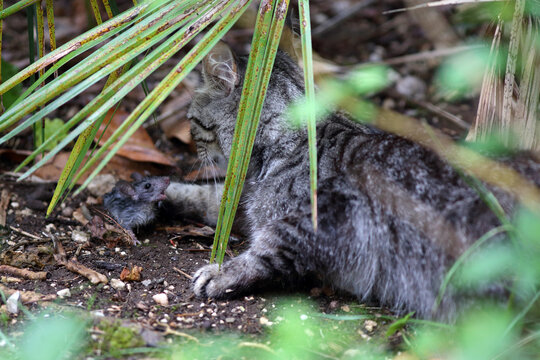 Cat catching a small mouse in the wild, domestic cat hunting a rodent outdoors