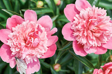Pink peony flowers with butterfly in garden © Marina Shvetsova