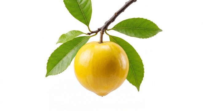 A single bright yellow egg fruit hanging from a thin brown stem with vibrant green leaves attached.
