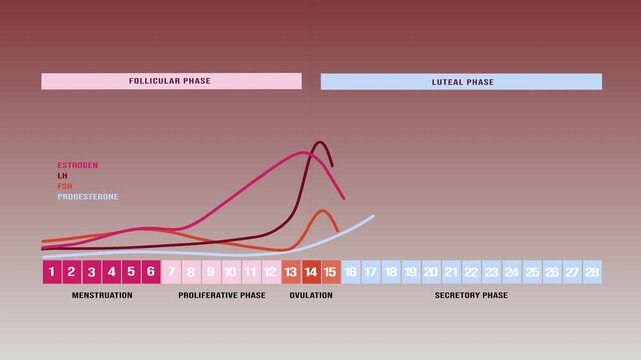 Animated Graph of Female Hormone Levels during the Menstrual Cycle, Human Endocrine Process