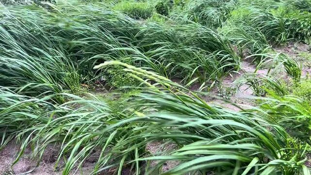 Green grass swaying in strong wind on field. Stormy weather approaching in coastal area. Nature landscape with wild plants bending during heavy gale in summer.
