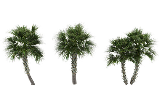 Four green sabal palmetto trees multiple lush palm fronds textured wooden trunks.