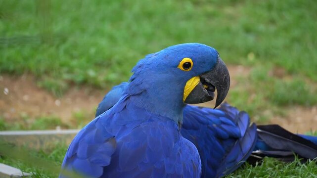 Close up shot of two Hyacinth Macaws (Anodorhynchus hyacinthinus) engage in a moment of playful interaction on the grassy ground.