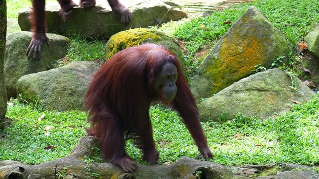 An orangutan sniffs the thing it picked up from the ground and slowly walks away, followed by another orangutan, close up shot.