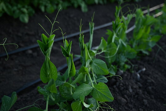 A row of young green pea sprouts growing in the garden against the background of soil and drip irrigation hoses. Growing vegetables at home for food.