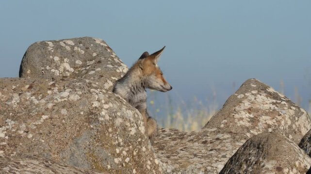 Wild red fox kit standing proud on a basalt boulder, looking at the camera. Golan Heights,