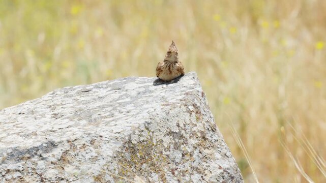 Crested Lark Perched on a Rocky Outcrop, Singing in the Golan Heights