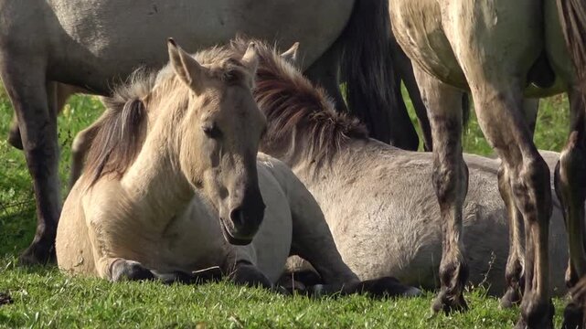 Two semi-wild horses lying between other standing horses, a foal passes by in background, Latvia