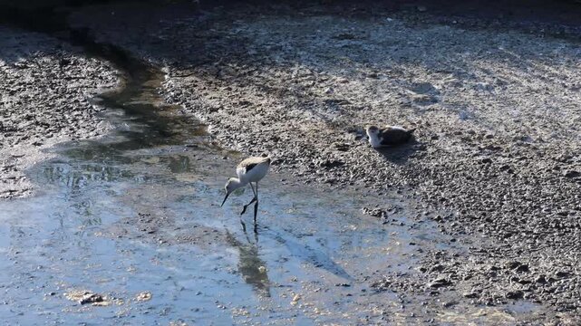 Black-winged stilts, wading birds of the humeral region, feeding