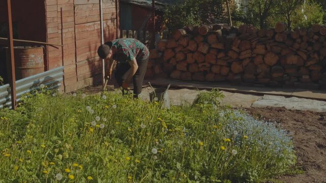 Weeding the ground, weeding the soil, clean the soil of weeds, remove weeds in the soil