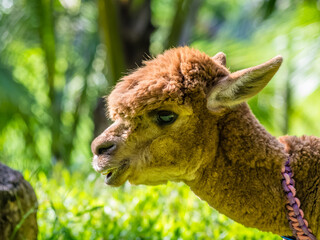Fototapeta premium Alpaca portrait in Yanoda park, Hainan