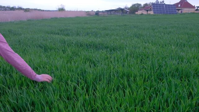 Agronomist using a smartphone to check and take photos of wheat ears in the field.