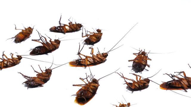 A group of dying cockroaches moving on a clean white surface. High-quality footage for pest control services, public health awareness, or biology education concepts