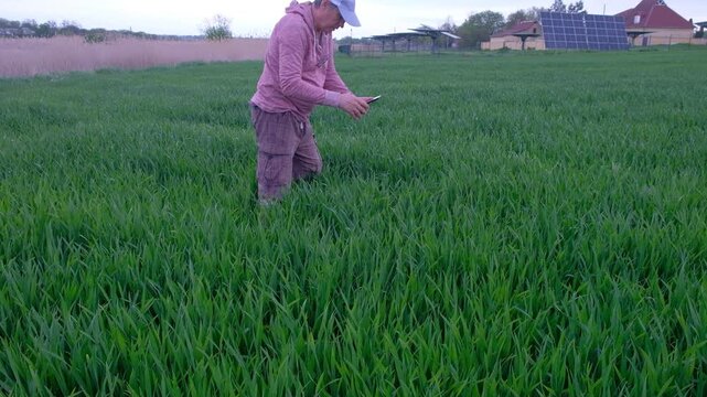 Agronomist using a smartphone to check and take photos of wheat ears in the field.